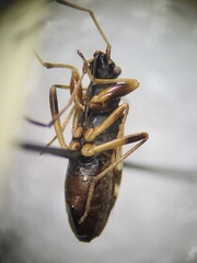 Ligyrocoris