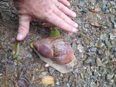 Megalobulimus