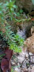 Paepalanthus fluviatilis