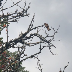 Aglaeactis cupripennis