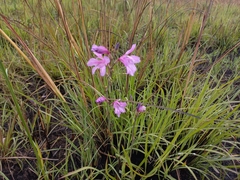 Gladiolus laxiflorus