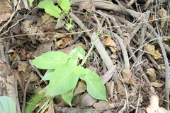 Aristotelia chilensis