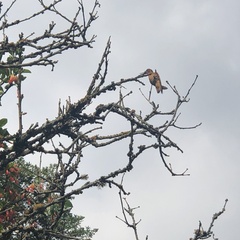 Aglaeactis cupripennis