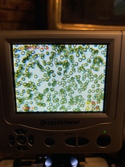 Cortinarius athabascus