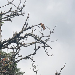 Aglaeactis cupripennis