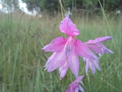 Gladiolus laxiflorus