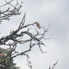 Aglaeactis cupripennis