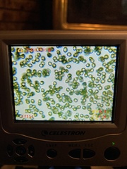 Cortinarius athabascus