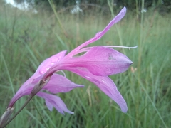 Gladiolus laxiflorus