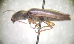 Hemicrepidius nemnonius