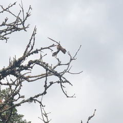 Aglaeactis cupripennis