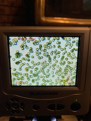 Cortinarius athabascus