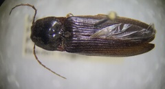 Hemicrepidius nemnonius