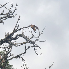 Aglaeactis cupripennis