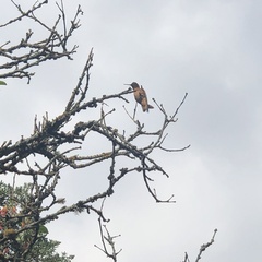 Aglaeactis cupripennis