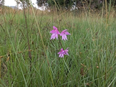 Gladiolus laxiflorus