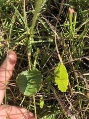 Hydrocotyle bonariensis
