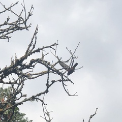 Aglaeactis cupripennis