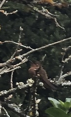 Aglaeactis cupripennis