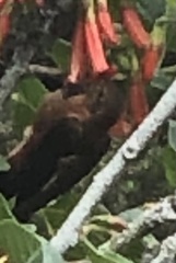 Aglaeactis cupripennis