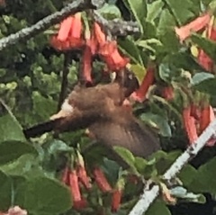 Aglaeactis cupripennis