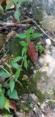 Parietaria officinalis