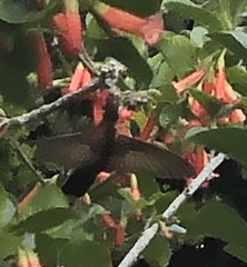 Aglaeactis cupripennis