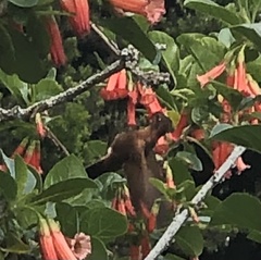 Aglaeactis cupripennis