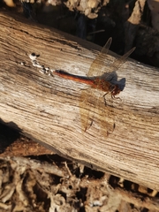 Sympetrum