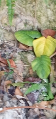 Syngonium podophyllum