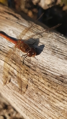 Sympetrum