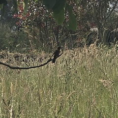 Aglaeactis cupripennis