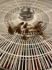 Cortinarius athabascus