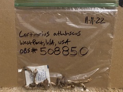 Cortinarius athabascus