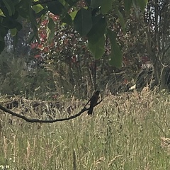 Aglaeactis cupripennis