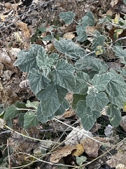 Sphaeralcea incana