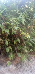 Syngonium podophyllum
