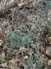 Sphaeralcea incana