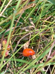 Leptinotarsa rubiginosa