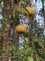 Aegle marmelos