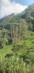 Cecropia obtusifolia