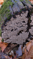 Xylobolus frustulatus