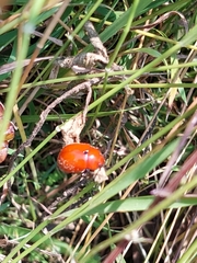 Leptinotarsa rubiginosa