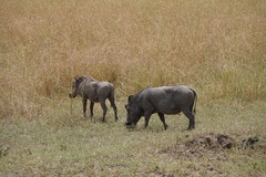 Phacochoerus africanus massaicus