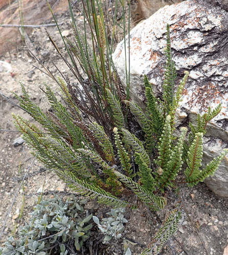 Image of Cheilanthes eckloniana by (c) Nicola van Berkel, some rights reserved (CC BY-SA)