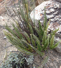 Cheilanthes eckloniana