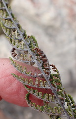 Cheilanthes eckloniana