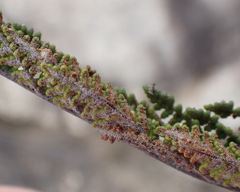 Cheilanthes eckloniana