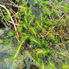 Hippuris vulgaris