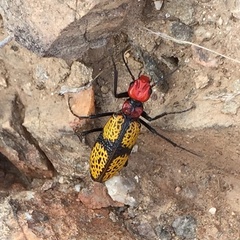 Tegrodera aloga